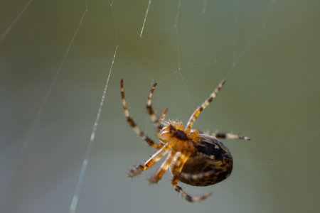 Close-up macro shot of a European cruciform garden spider, Araneus diadematus, sitting in a cobweb.の写真素材