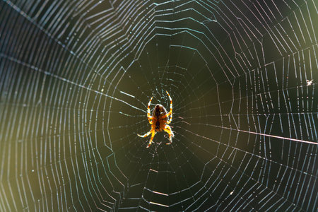 Blurred silhouette of a spider in a web on a blurred natural green background. Selective focus.の写真素材