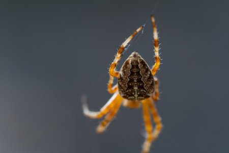 Close-up macro shot of a European cruciform garden spider, Araneus diadematus, sitting in a cobweb.の写真素材