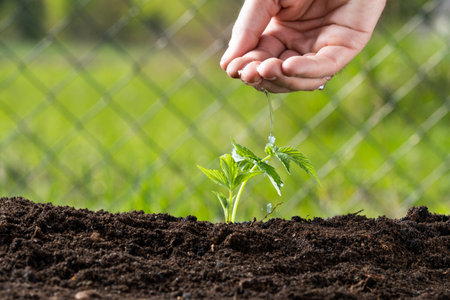 Farmer's hand watering a young plant, close-upの写真素材