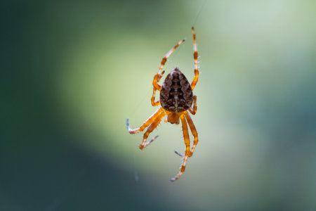 Close-up macro shot of a European cruciform garden spider, Araneus diadematus, sitting in a cobweb.の写真素材