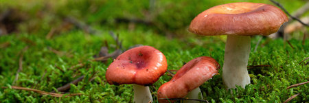 A bright Russula mushroom with a red cap stands out in the woods on a sunny day. A perfect example...