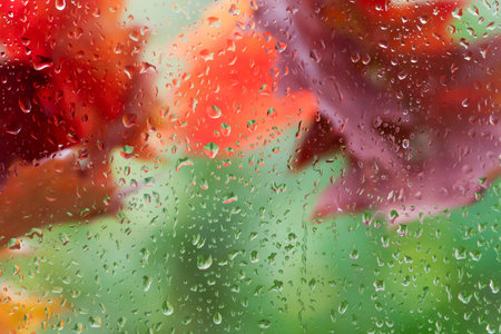 Autumn background - maple and oak leaves falls outside window with rain drops, rainy dayの写真素材