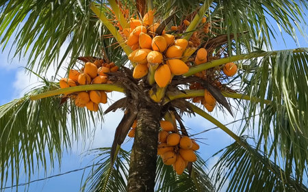 Bright yellow coconuts hanging from a palm tree in a tropical setting under clear blue skiesの写真素材