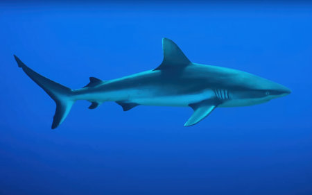 Shark swimming gracefully in clear ocean waters during daylightの写真素材