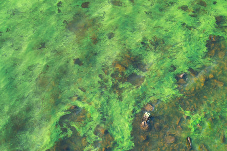 Algal blooms disrupting freshwater systems, illustrating global environmental issues.の写真素材