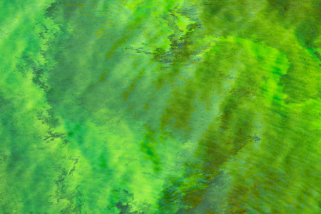 Cyanobacteria-infested waters are a critical sign of pollution, threatening global water...