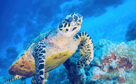 A sea turtle swims gracefully near colorful coral in clear blue water, showing stunning patterns on its shell. This serene moment highlights marine life and coral ecosystem beauty.の写真素材