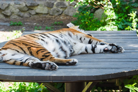 A tiger lies comfortably on a wooden table, basking in the sun. Surrounding greenery provides a peaceful setting. The majestic animal seems relaxed, enjoying the warmth of the day.の写真素材