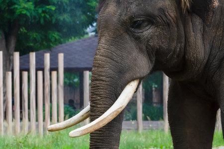 An elephant stands in a nature park, revealing its impressive tusks and textured skin. The background features greenery and wooden posts, creating a serene wildlife atmosphere.の写真素材