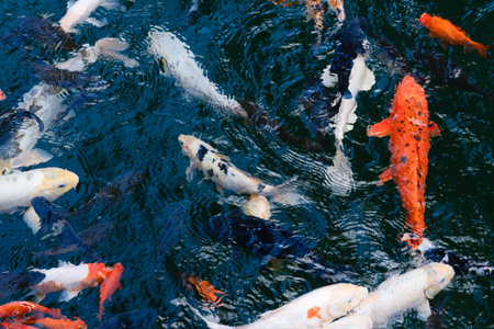 Koi fish in a Japanese-style garden pond with calm waterの写真素材