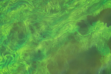 Harmful algal blooms polluting water bodies, a key environmental concern globally.