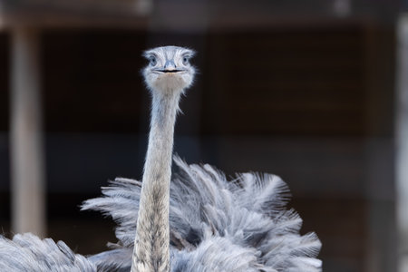An ostrich features prominently with its long neck and striking feathers, standing in a natural setting. It displays curiosity as it looks toward the observer, thriving in its environment.の写真素材