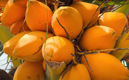 A tropical palm tree bearing ripe yellow coconuts, glowing in the warm sunlight of an island...