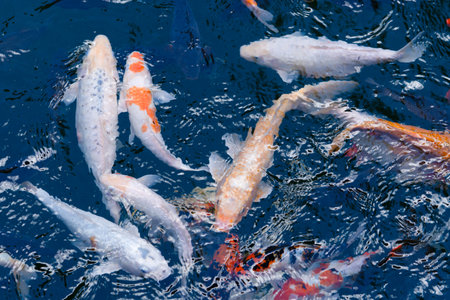 Koi fish in a peaceful pond setting with vibrant reflections
