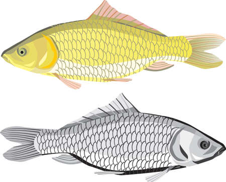 fish crucian carp in technique vector drawingのイラスト素材