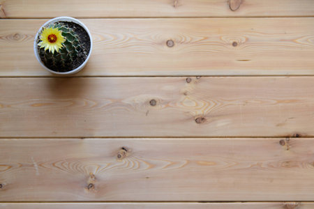 blooming cactus with yellow flowers in a plastic pot on a light wooden table. Top viewの写真素材