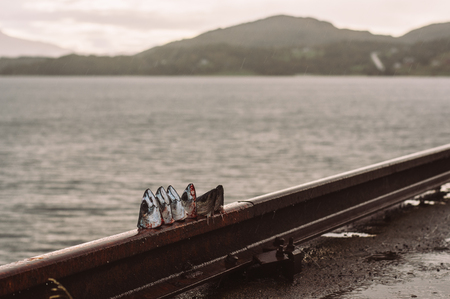Cutted heads of mackerel and haddock, fishing in Norwayの写真素材
