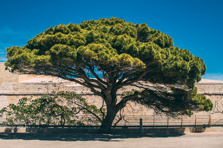 Big tree near Mdina, blue sky on background, Maltaの写真素材