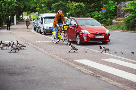 Helsinki, Finland - June 30, 2018: Birds with nestlings crossing road by pedestrian crossingのeditorial素材