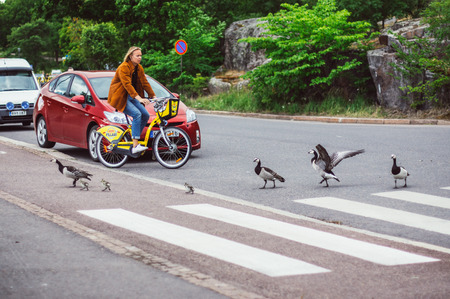 Helsinki, Finland - June 30, 2018: Birds with nestlings crossing road by pedestrian crossingのeditorial素材