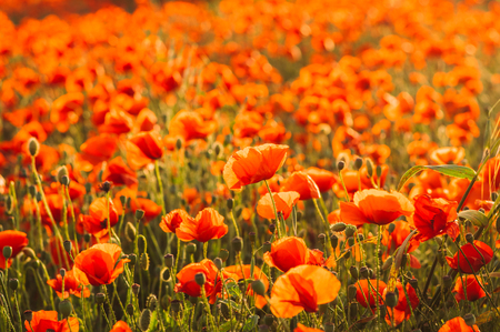 Poppies field in the evening time,  countryside Maltaの写真素材