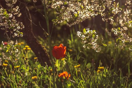 Tulip, dandelions and cherry flowers in springtime, sunsetの写真素材