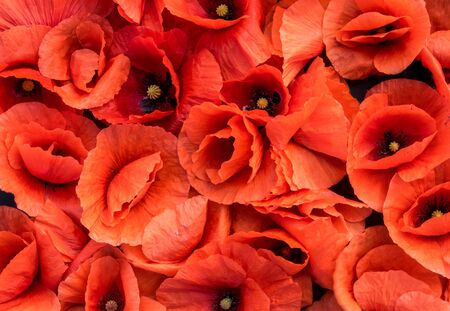 Blossoming red poppies, flowers backgroundの写真素材