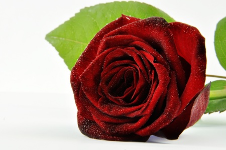 red, rose, water, drops,の写真素材