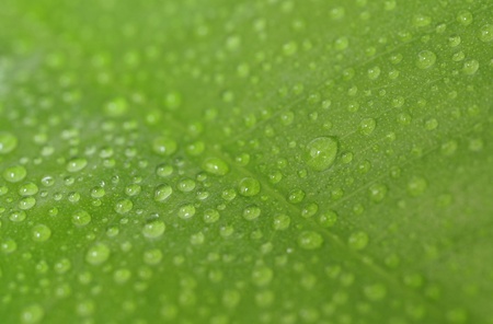 Closeup of green leaf with water drops from dew and vein