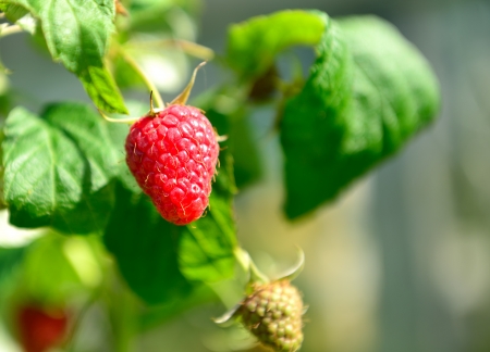 raspberry plant closeup
