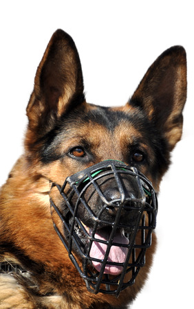 Portrait of German Shepherd isolated on white backgroundの写真素材