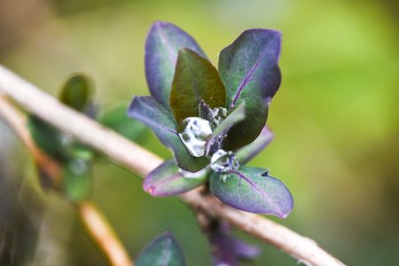 Raindrop in a flower in garden on a green background.の写真素材