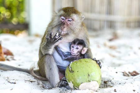 Monkeys mama and baby eating on a a beach, Thailand.の写真素材