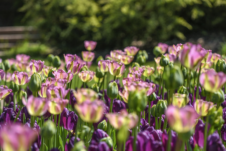 Blooming colorful tulips in a garden, spring time in Poland.の写真素材