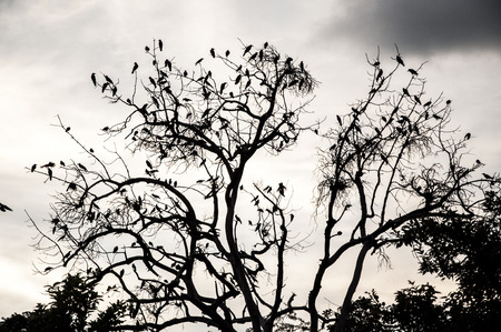 Silhouette of tree and birds on cloudy sky.の写真素材