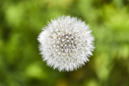 Head of dandelion in garden, springtime.