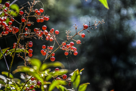 Heteromeles arbutifolia blooming in a garden in Georgia, summer time.の写真素材