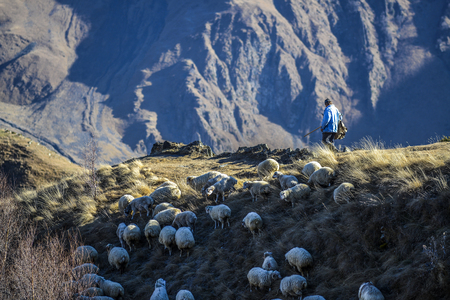 Kazbegi, Georgia, November 20, 2014: Shepherd grazing sheep in pasture in Caucasus, Georgia.のeditorial素材