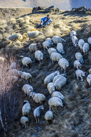 Kazbegi, Georgia, November 20, 2014: Shepherd grazing sheep in pasture in Caucasus, Georgia.のeditorial素材