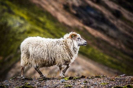 Sheep grazing in the mountains of Iceland.の写真素材