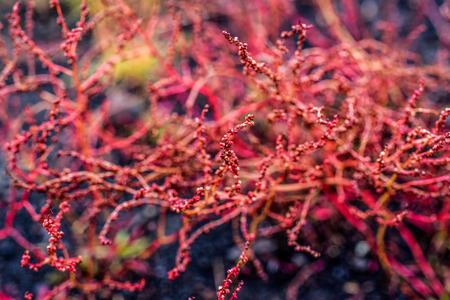 Autumn vegetation, red flower growing on lava in Icelandの写真素材