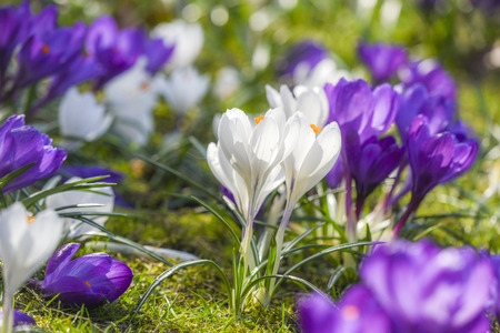 Beautiful color crocuses blooming in spring park in Szczecinの写真素材