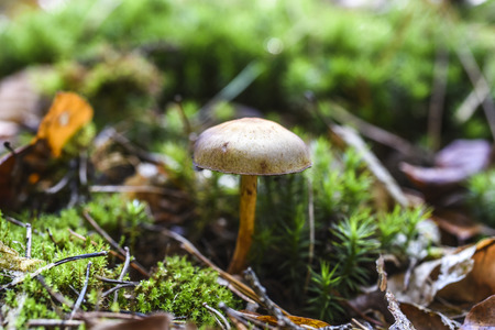 An inedible mushroom growing in the forest during the autumn.