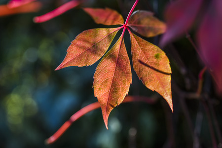 Autumn leaves on a beautiful sunny autumn day