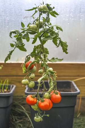 Tomatoes grown in a pot in a glasshouse.の写真素材