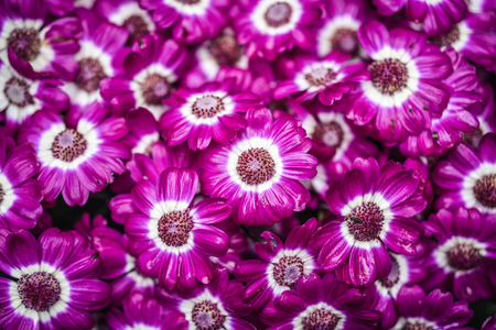Violet flower cineraria blooming in the garden in Iceland, summer season.の写真素材