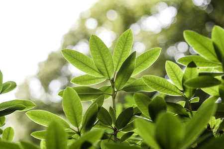 Green leaves on a tree highlighted by the sun
