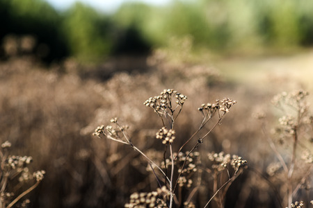 Wild dried flowers in the meadow in the autumn season in Poland.の写真素材