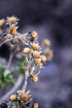 Dried gold coin daisy flower in the garden, autumn season, Lanzarote Canary Islandsの写真素材